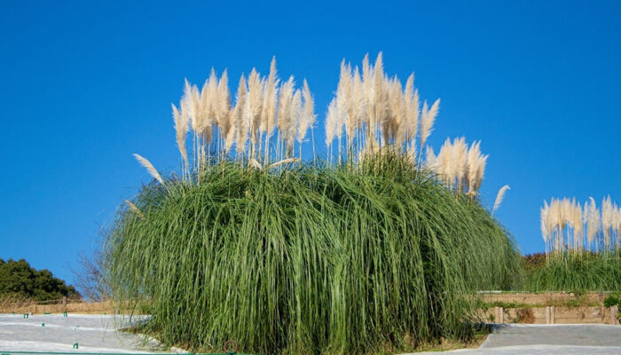 7 Tips to Get Rid of Pampas Grass Quickly