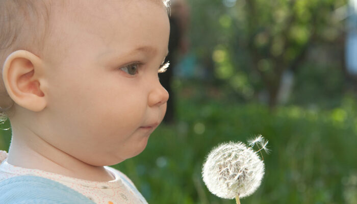 9 Ways to Get Rid of Dandelions Quickly