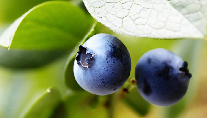 A Guide to Fertilizing Blueberry Plants