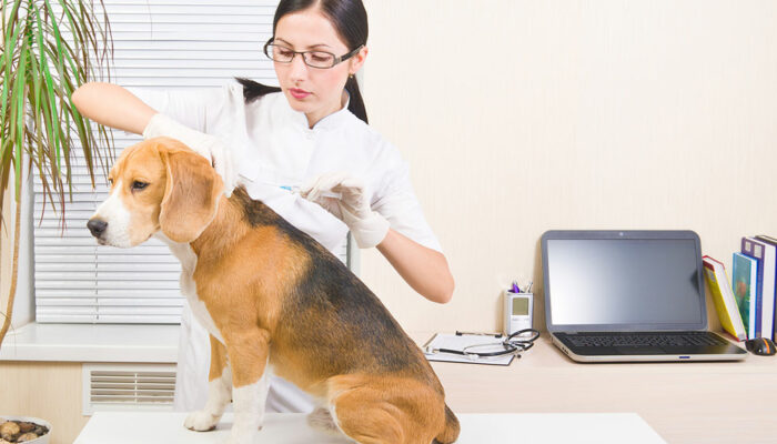 Dog Microchipping Benefits and Top Picks