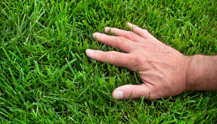 How to Successfully Overseed a Lawn: A Step-by-Step Guide