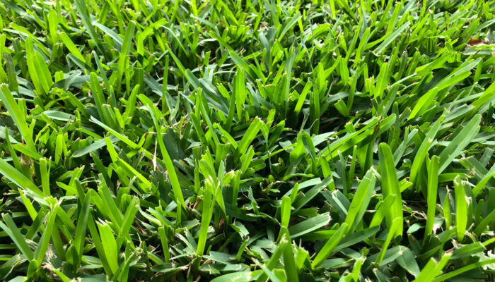 Effective St. Augustine Grass Lawn Care Tips