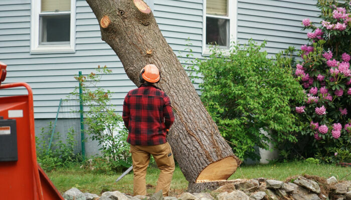 6 Benefits of Hiring Tree Removal Services for Seniors