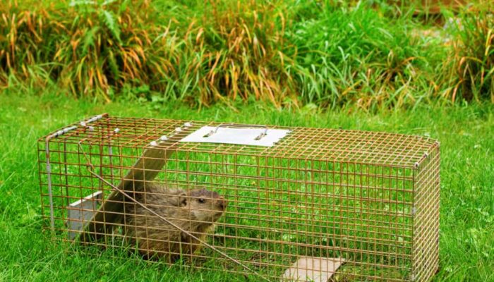 6 Effective Ways to Get Rid of Groundhogs