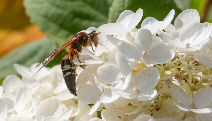 6 Ways to Get Rid of Cicadas from One&#8217;s Property