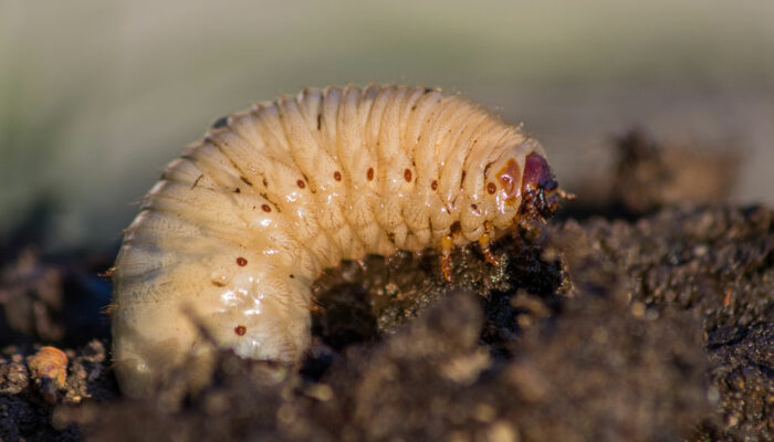 8 Ways to Get Rid of Armyworms