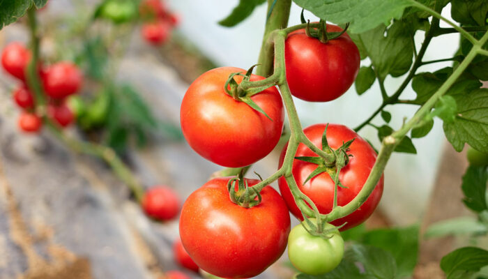 How to Prune Tomato Plants for Maximum Harvest