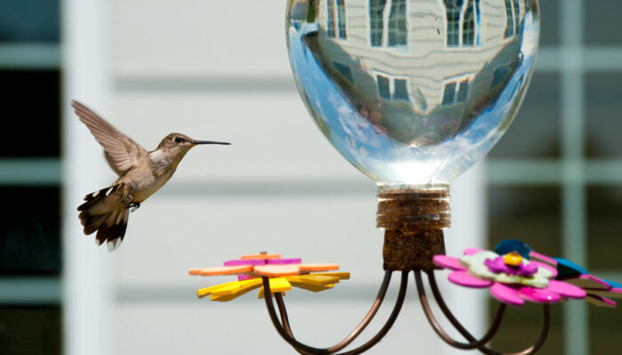 Hummingbird Feeders &#8211; Types, Top Options, and Tips