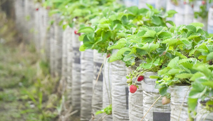 Key Things to Know When Fertilizing Strawberry Plants