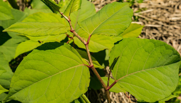 4 Ways to Permanently Get Rid of Knotweed