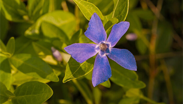 7 Easy Ways to Get Rid of Periwinkle