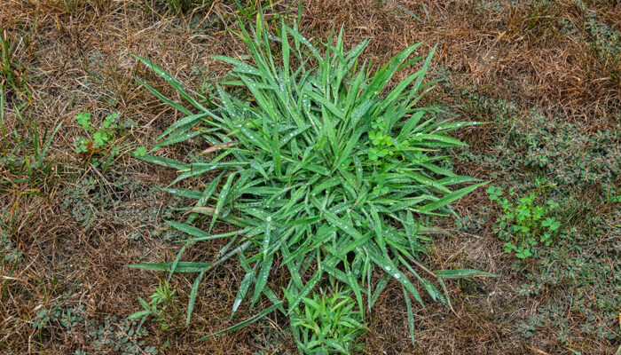 8 Ways to Get Rid of Quackgrass