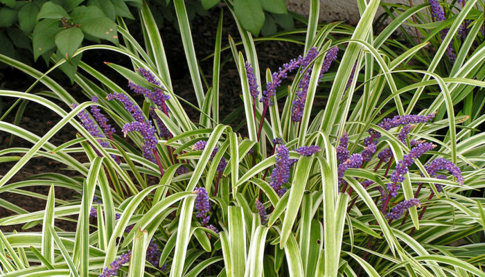 3 Easy Ways to Get Rid of Fountain Grass