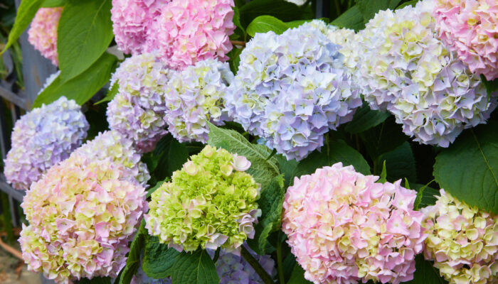 The Best Fertilizer for Hydrangeas &#8211; A Comprehensive Guide