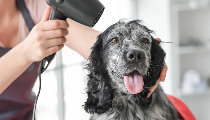 Pet Fur Grooming &#8211; Importance, Mistakes, and Tips