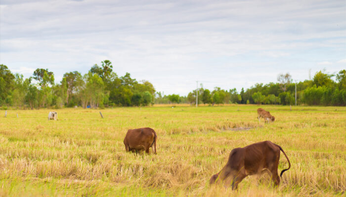 7 Tips for Removing Brown Grass